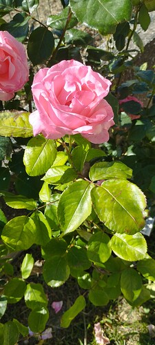 IMG_20260512_091808